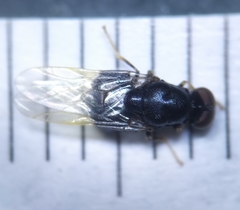 Eupachygaster tarsalis