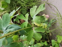Aquilegia chrysantha