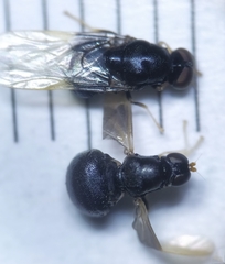 Eupachygaster tarsalis