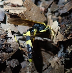 Amblyteles armatorius