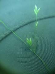 Poa alsodes