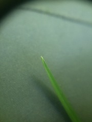 Poa alsodes