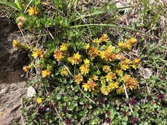 Sedum alpestre