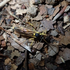 Amblyteles armatorius