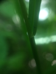Poa alsodes