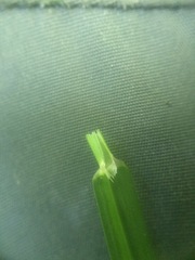 Poa alsodes