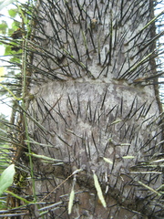 Bactris gasipaes