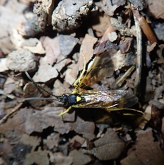 Amblyteles armatorius