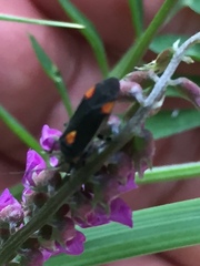 Capsodes flavomarginatus