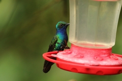 Campylopterus falcatus