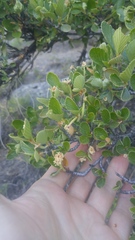Cercocarpus betuloides betuloides