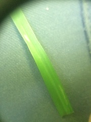 Poa alsodes