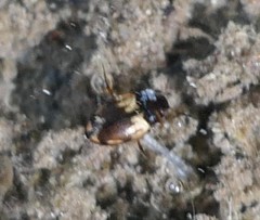 Hydroglyphus geminus