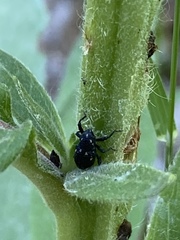 Tyloderma foveolatum