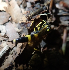 Amblyteles armatorius