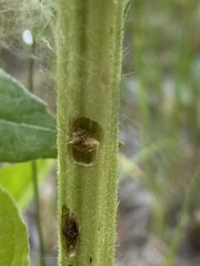 Tyloderma foveolatum