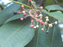 Miconia trinervia