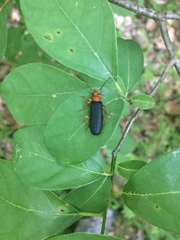 Neopyrochroa flabellata