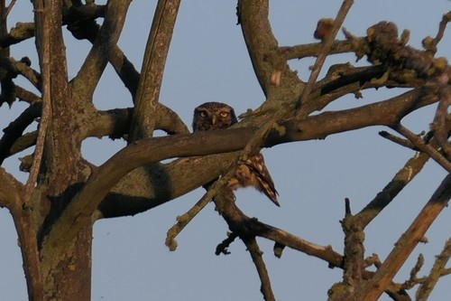 View observation of {o.common_name} on iNaturalist