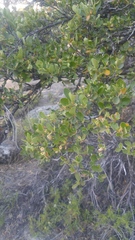 Cercocarpus betuloides betuloides