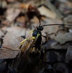 Amblyteles armatorius