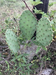 Opuntia bentonii