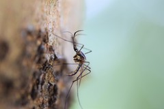 Toxorhynchites rutilus septentrionalis