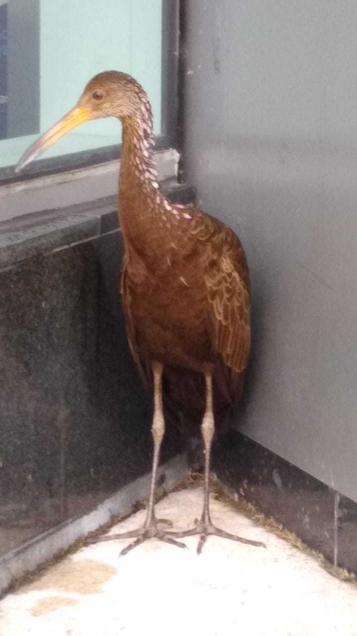 Carrao en el Centro Comercial Parque La Colina