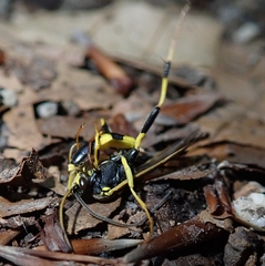 Amblyteles armatorius