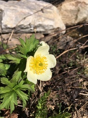 Trollius