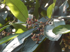 Miconia trinervia