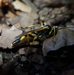 Amblyteles armatorius