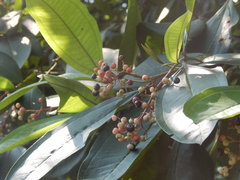 Miconia trinervia