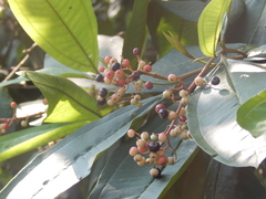 Miconia trinervia