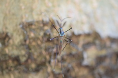 Toxorhynchites rutilus septentrionalis