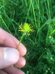 Ranunculus orthorhynchus