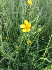 Ranunculus orthorhynchus