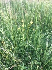 Ranunculus orthorhynchus