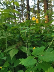 Chelidonium majus