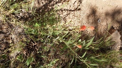 Castilleja martini martini