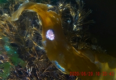 Actinia