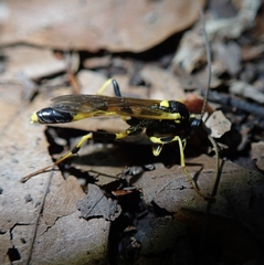 Amblyteles armatorius