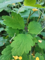 Chelidonium majus