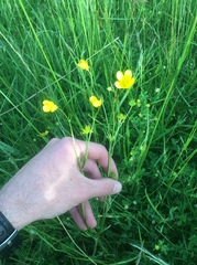 Ranunculus orthorhynchus