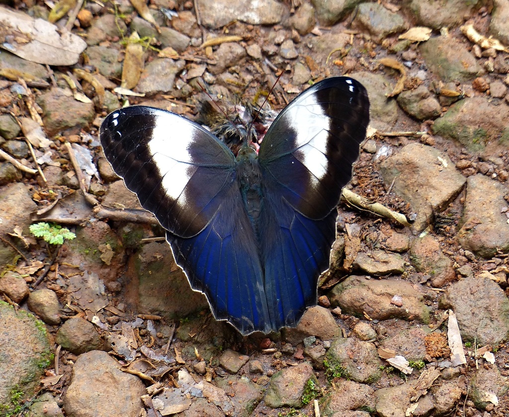 Caligo telamonius - Wikipedia