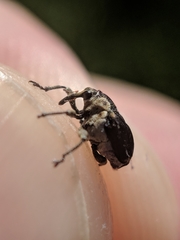 Mononychus vulpeculus
