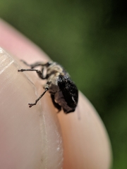Mononychus vulpeculus