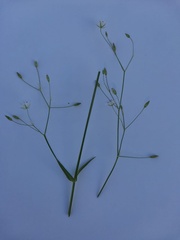 Stellaria graminea