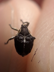 Mononychus vulpeculus