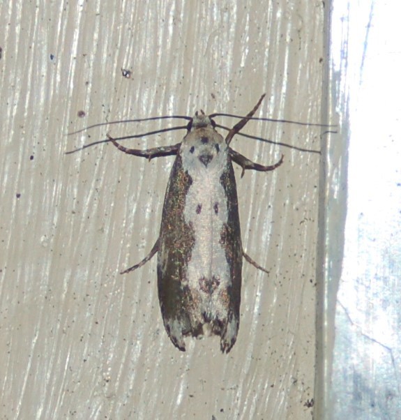 Ethmia marmorea